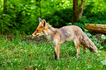 Fototapeta premium A red fox in Hainich, Thuringia (Vulpes vulpes)