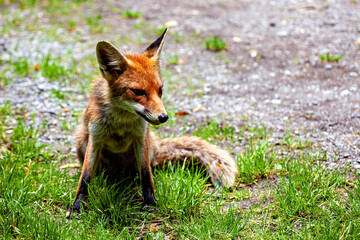 Fototapeta premium A red fox in Hainich, Thuringia (Vulpes vulpes)