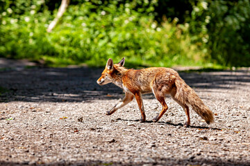 Fototapeta premium A red fox in Hainich, Thuringia (Vulpes vulpes)