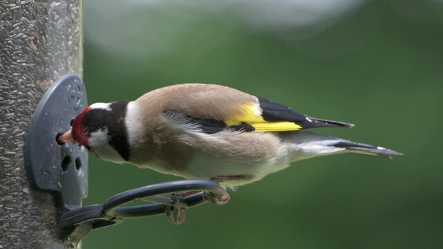 Goldfinch (Carduelis carduelis) eating Niger Seeds from a garden bird feeder. June, Kent, UK [Slow motion x4]