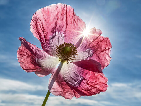 The flower of the opium poppy near Germerode, Hesse, Germany (Papaver somniferum)

