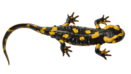 Fototapeta premium Black and yellow spotted fire salamander crawling