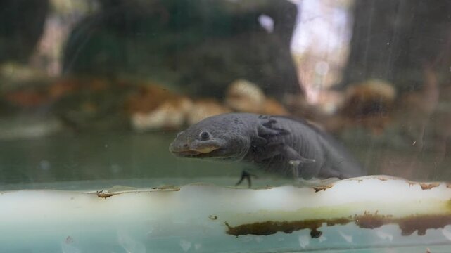Mexican axolotl in controlled habitat for wildlife conservation
