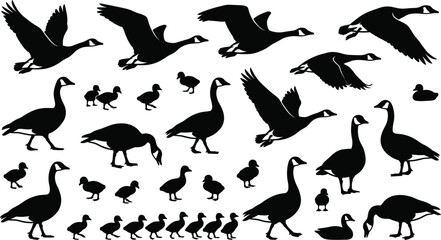 Canada goose silhouettes, flying birds, standing geese, swimming ducks, gosling family, migratory waterfowl, nature wildlife collection, outdoors pond animals, farm life. © MstSumi