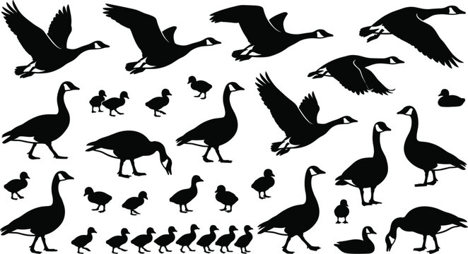 Canada goose silhouettes, flying birds, standing geese, swimming ducks, gosling family, migratory waterfowl, nature wildlife collection, outdoors pond animals, farm life.