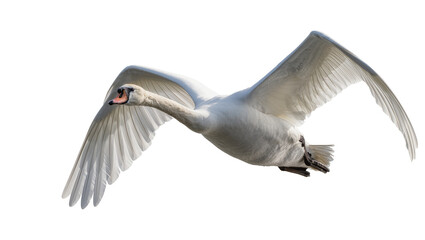 Obraz premium White swan bird flying with wings spread wide