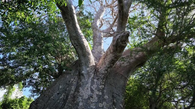 Huge baobab trunk, Inhambane Province, Vilankulo, Mozambique