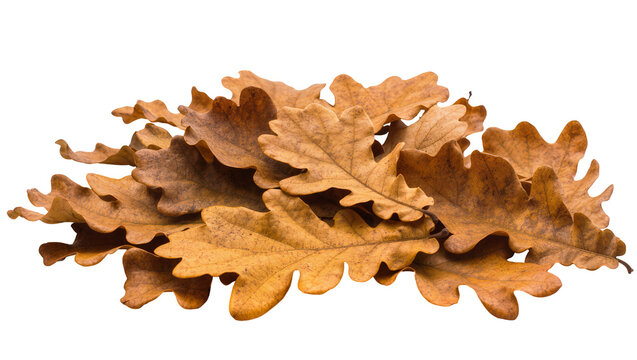 Pile of dry brown oak leaves