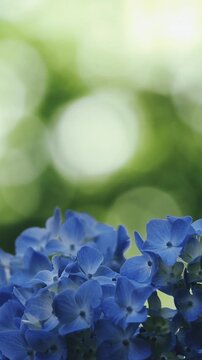Extreme closeup telephoto view of blue hydrangea inflorescence against a green bokeh background - vertical format