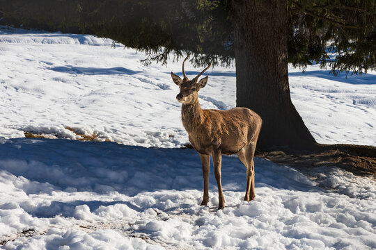 cervo nella neve