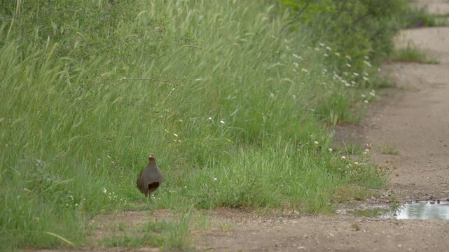 Grey Partridge Bird on Edge of Old Abandoned Asphalt Road. Bird stands alert on the cracked edge of an old, rarely used asphalt road next to a grassy roadside.