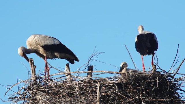 Two adult storks caring for their chicks in a nest. The video shows feeding, protection, and family interaction in a peaceful natural setting, highlighting nesting behavior and wildlife life cycle.