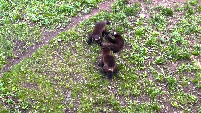 Three wolverines interact energetically on grassy ground, engaging in playful tussles