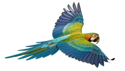 Obraz premium Blue and yellow macaw parrot flying with wings spread