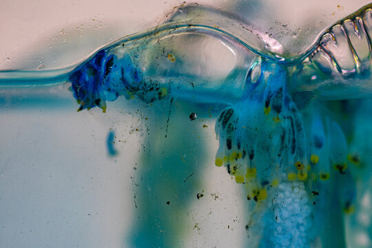 Despite resembling a jellyfish, the Portuguese man of war is a colonial hydrozoan composed of specialized organisms working together as a single unit. Dangerous Jellyfish in Tropical Waters