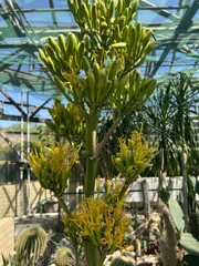 Fototapeta premium Tall agave flower blooming in cactus greenhouse with exotic desert botanical atmosphere scene
