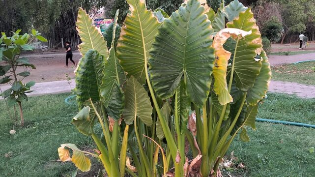 Large Elephant Ear Plant Growing in a Park Lawn