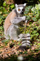 Fototapeta premium ring tailed lemur catta