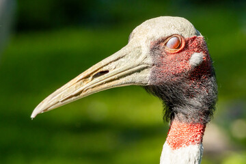 Fototapeta premium close up of a crane