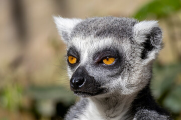 Fototapeta premium ring tailed lemur catta