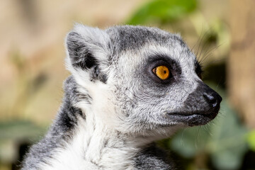 Fototapeta premium ring tailed lemur catta