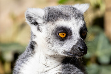 Fototapeta premium ring tailed lemur catta