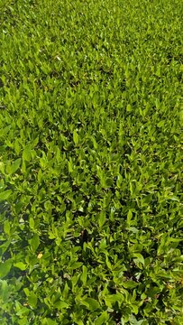 A lush green hedge with dense foliage under bright sunlight, creating a vibrant natural texture.