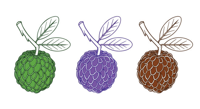 Close-up of three colorful hop cones in green purple and brown with detailed leaves and textured surface for brewing