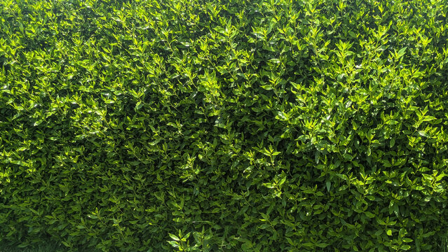 A lush green hedge with dense foliage illuminated by sunlight, creating a natural and vibrant background.