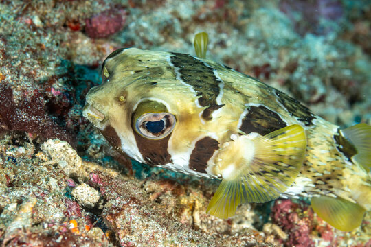 Indonesia, Bali, Candidasa, Blackblotched Porcupinefish (Diodon liturosus)