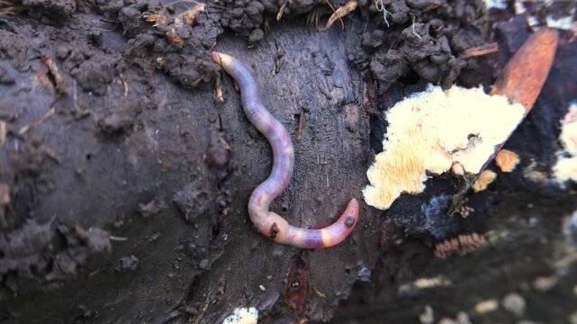 This earthworm resembles Aporrectodea rosea, commonly known as the rosy-tipped worm due to its pinkish coloration