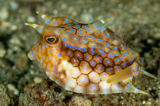 Indonesia, Bali, Candidasa, Thornback Cowfish (Lactoria fornasini)