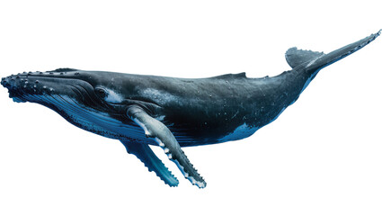 Humpback whale swimming underwater with pectoral fins extended © Elowen