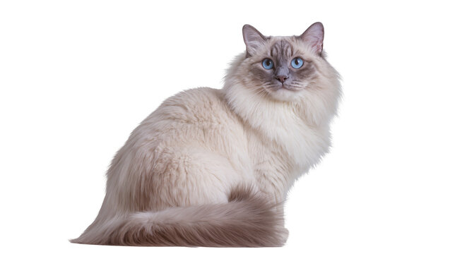 Ragdoll cat with blue eyes and fluffy cream fur sitting