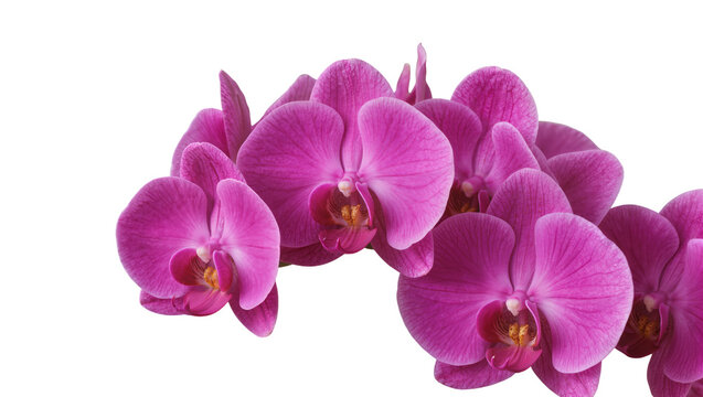 Phalaenopsis orchid flowers cluster pink
