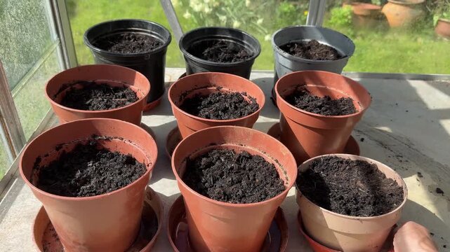 Rows of flower pots in a line filled with compost final pot being added by human hand