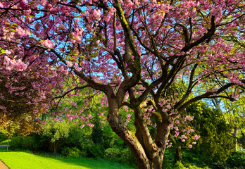 Fototapeta premium Cherry Blossom Trees in Avenham and Miller park, Preston 