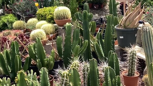 Assorted potted cacti and succulents in a sunny outdoor garden nursery,4K.