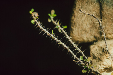 Fototapeta premium Thorny branch with green leaves against stone wall, moody film aesthetic with negative space