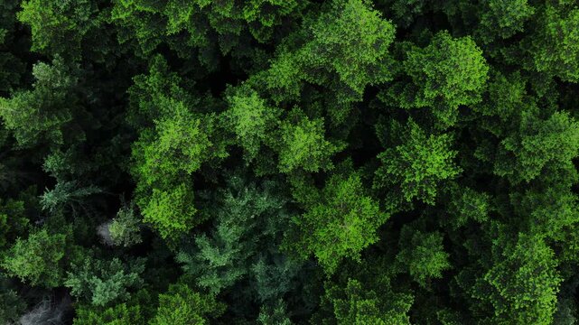 Majestic green spruce trees aerial shot. Sustainable Earth. Wild nature forest scenery levitation in summertime. Beautiful woodland from above. Growth vitality. Park countryside landscape drone view