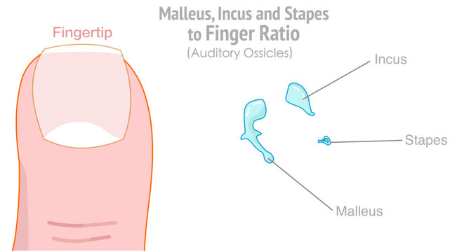 Auditory ossicles to finger ratio.  Malleus, incus and stapes. Hammer, stirrup, anvil. Three bones in your middle ear. Illustration vector