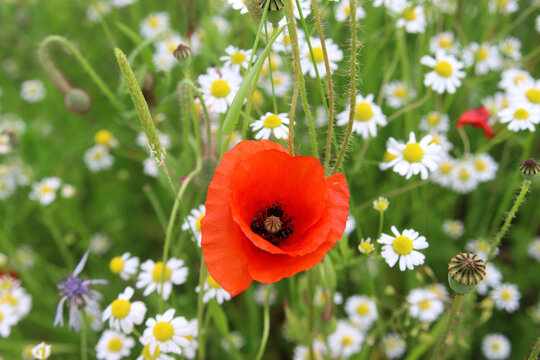 Mohnblume und Margeriten