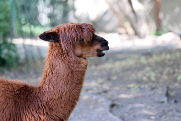 Alpaca in a clearing © Janusz