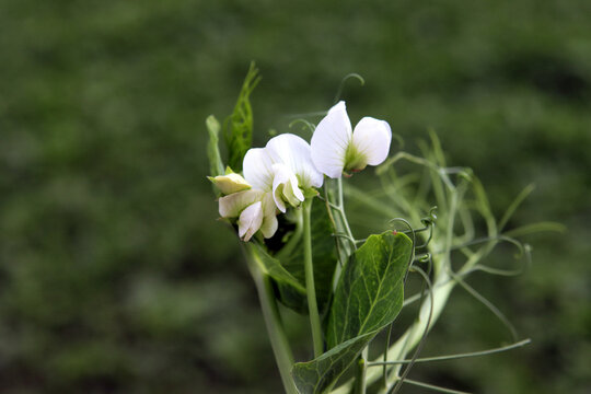 Erbsenbl&uuml;te