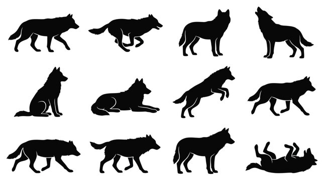 Detailed vector illustration set featuring various silhouettes of wild wolves performing different natural animal poses