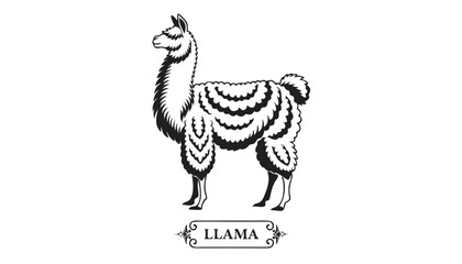 Obraz premium Very beautiful black-and-white engraved vector illustration featuring a LLAMA with detailed fur textures and a decorative breed label reading 
