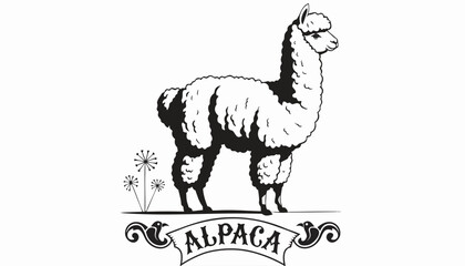 Obraz premium Very beautiful black-and-white engraved vector illustration featuring an ALPACA with luxurious wool textures and a decorative breed label reading 