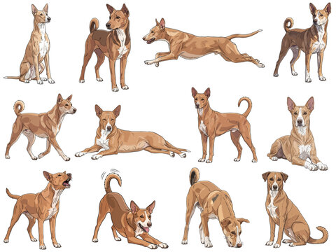 Indian Pariah Dog 12 profile poses collection vector illustration