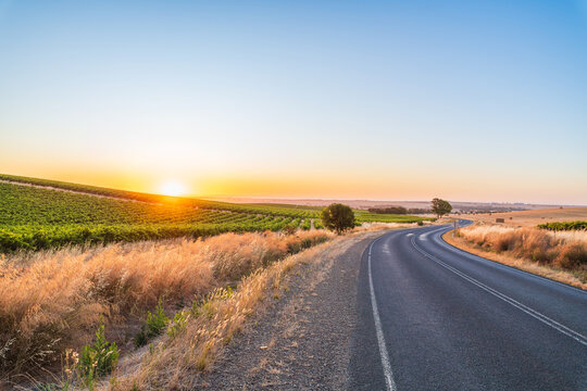 Winding highway passing through vineyards in the Barossa Valley during sunset, South Australia. Golden hour light illuminates the grapevines and rolling countryside, creating a calm rural landscape 