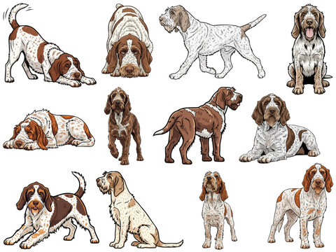 Spinone Italiano dog 12 profile poses collection vector illustration